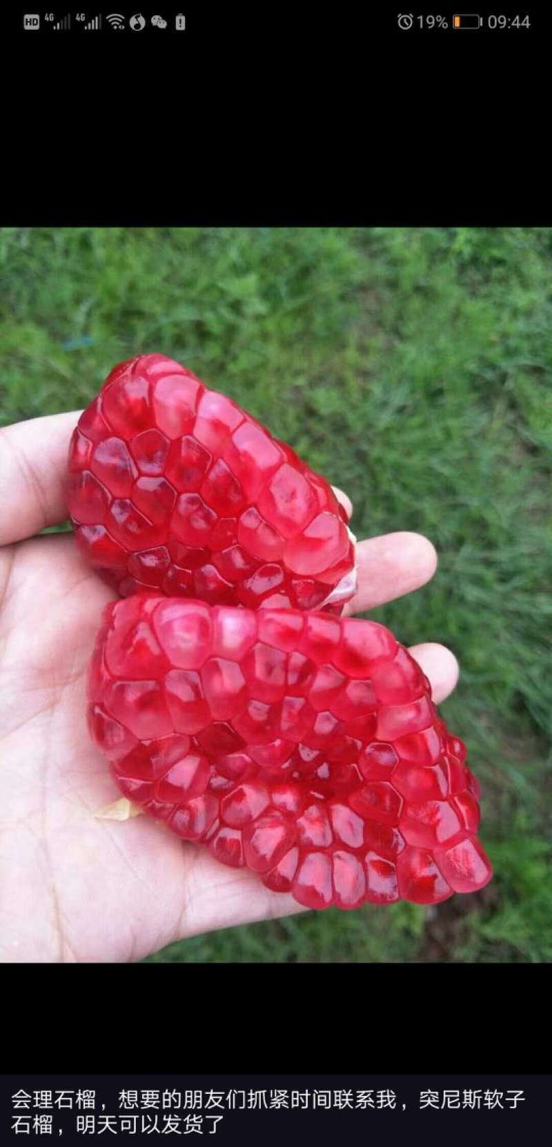 突尼斯软籽石榴
