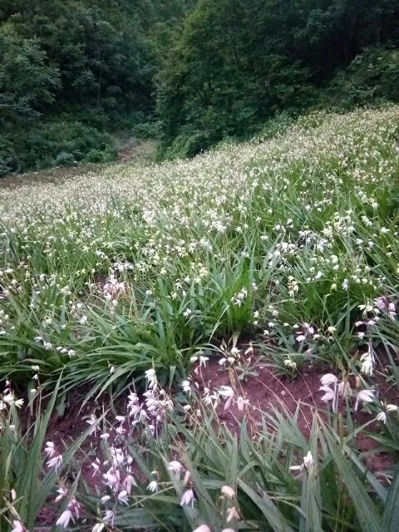 白芨鲜货供应