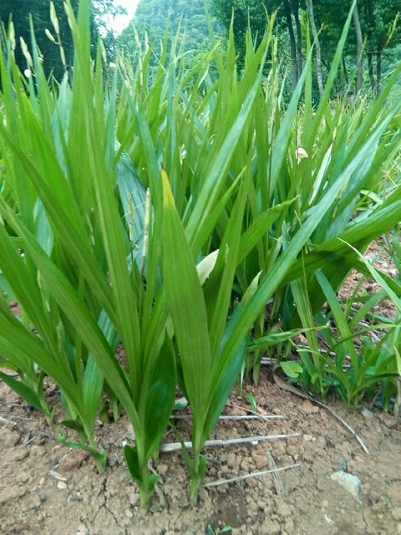 白芨鲜货供应