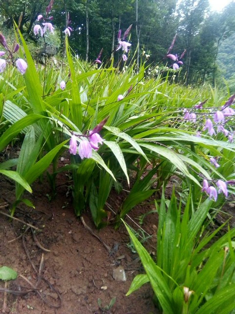 白芨鲜货供应