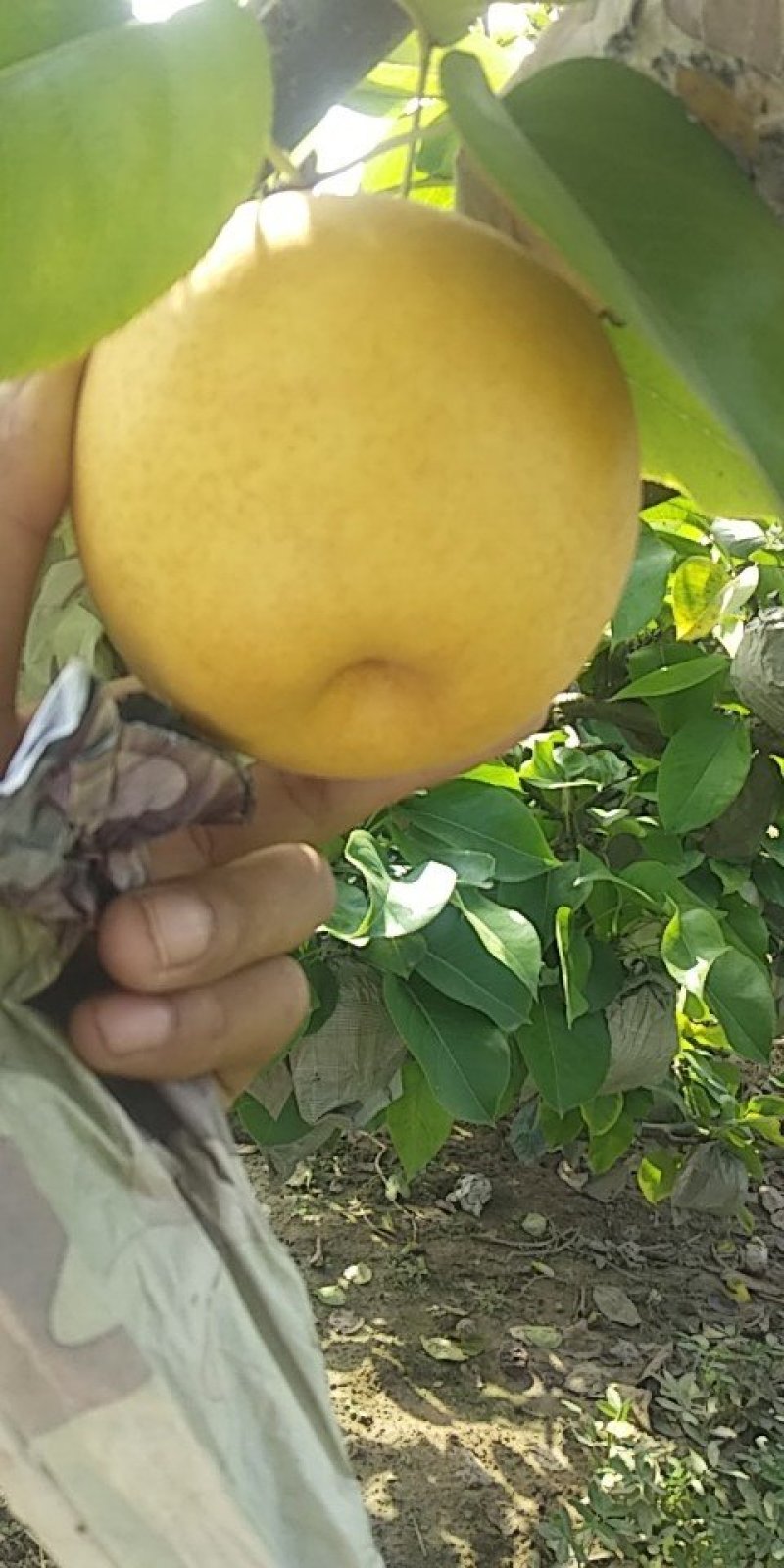 新高梨江苏新高梨基地直供支持视频看货价格优惠欢迎联系