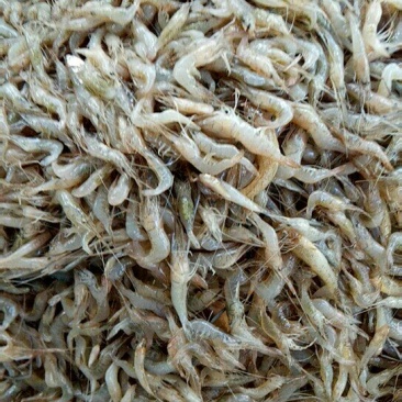 河虾