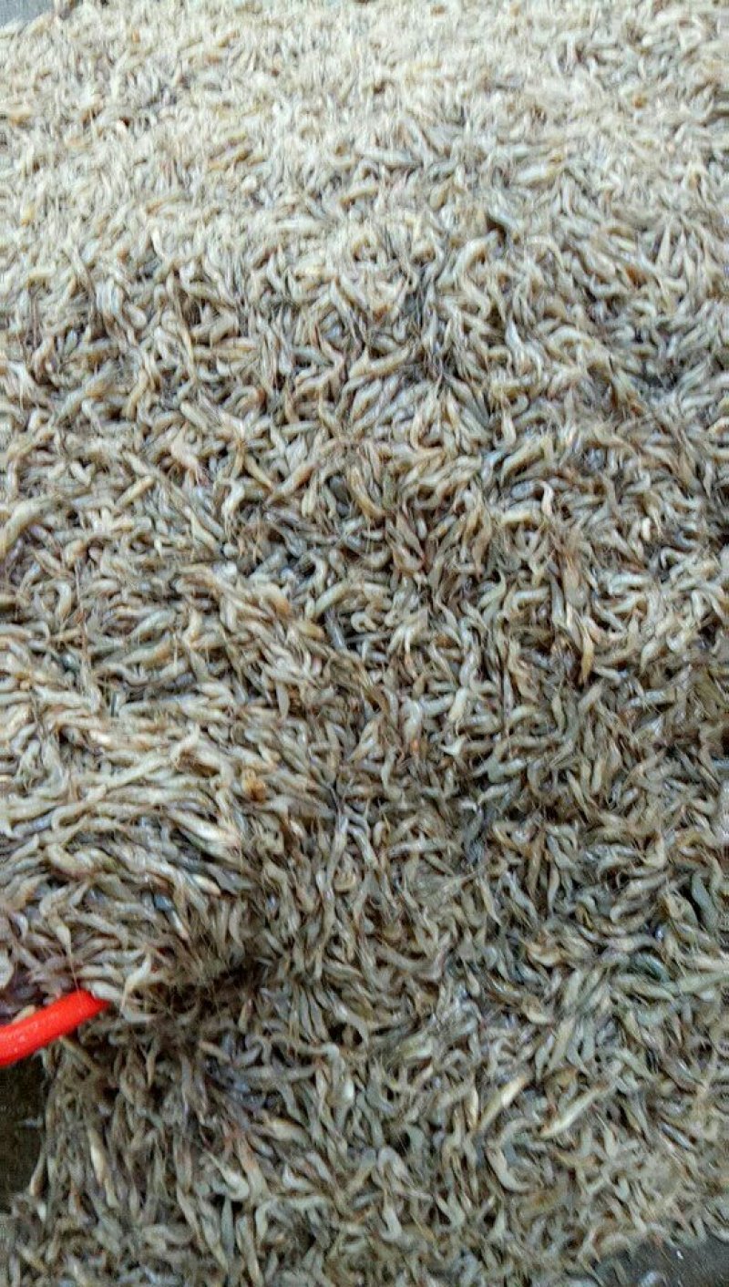 河虾
