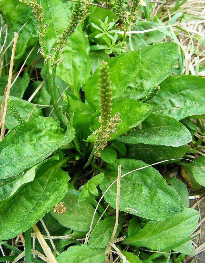 车钱草鲜，干