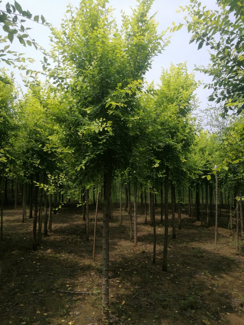 金叶榆博野货源10～15