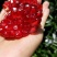 会理石榴预定中5量至1斤以上量大从优精品果