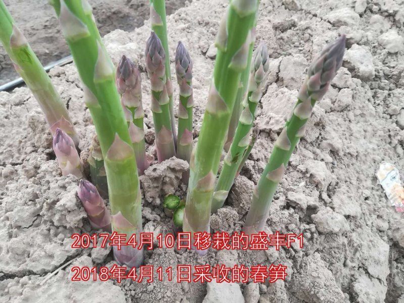 【荐】芦笋苗半年可采收的新品种盛丰f1包成活死苗补发