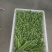 【荐】芦笋苗半年可采收的新品种盛丰f1包成活死苗补发
