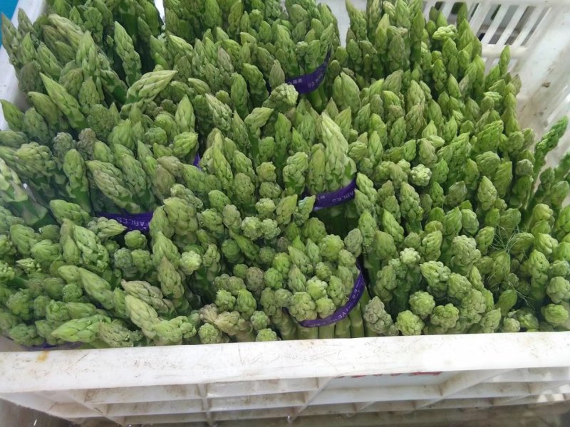 【荐】芦笋苗半年可采收的新品种盛丰f1包成活死苗补发