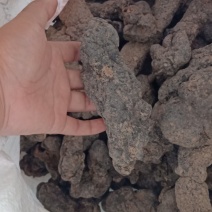 干猪苓开片用，手选货