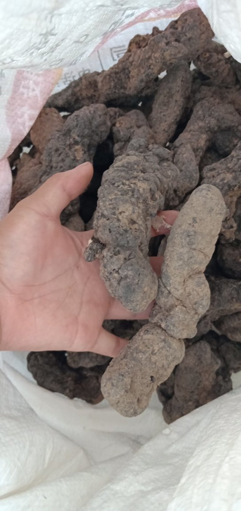 干猪苓开片用，手选货