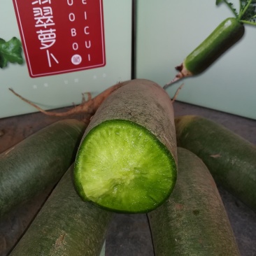 潍县青萝卜翡翠萝卜潍坊萝卜