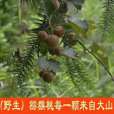 大别山野生猕猴桃