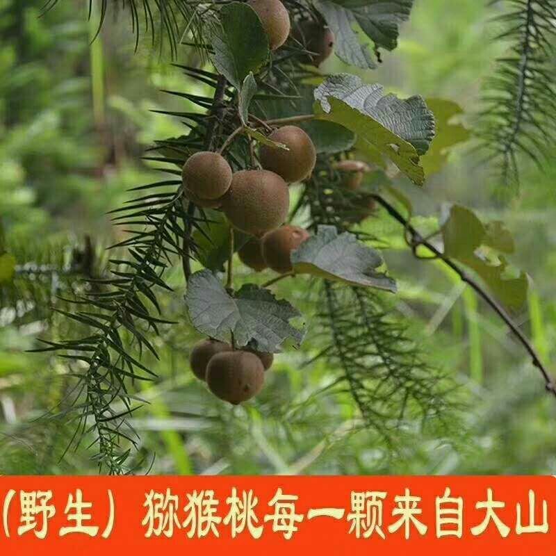 大别山野生猕猴桃