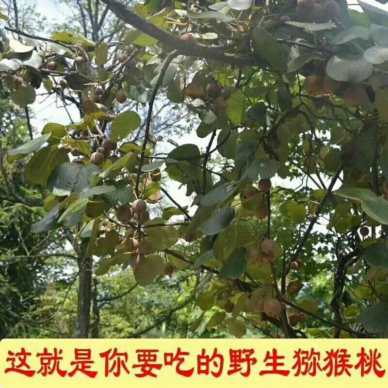 大别山野生猕猴桃