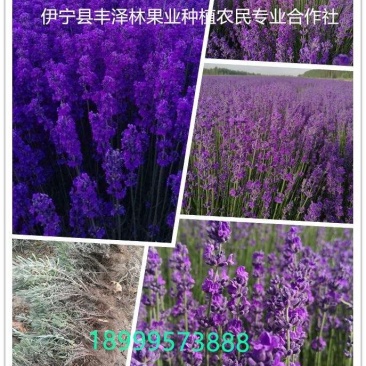 太空蓝薰衣草苗