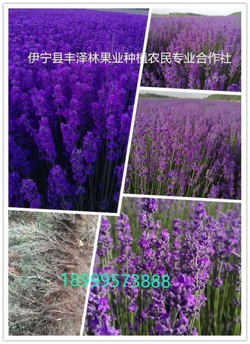 太空蓝薰衣草苗