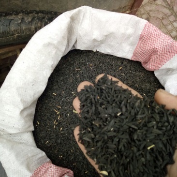 毛知母子