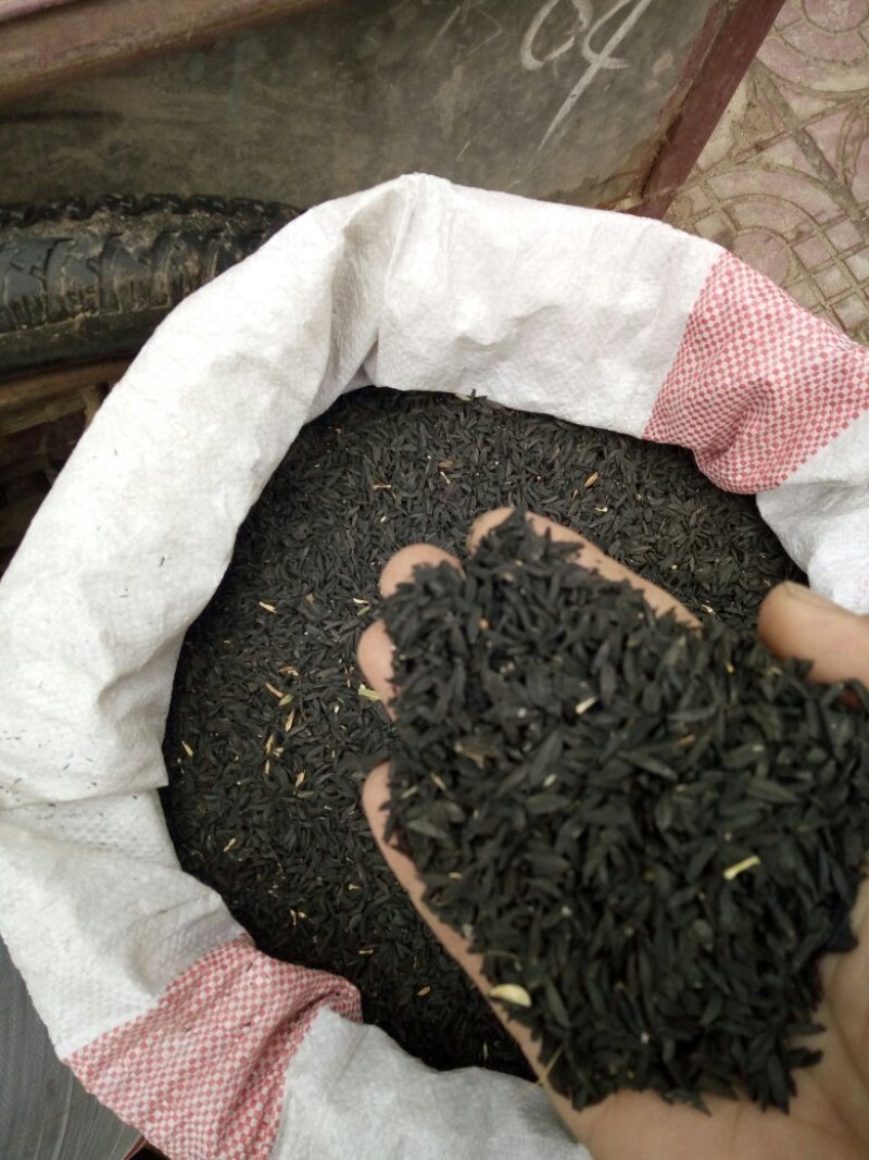 毛知母子