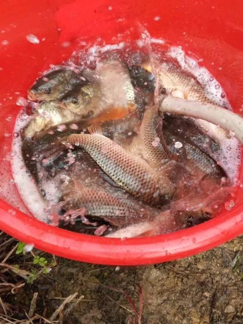 稻花鱼