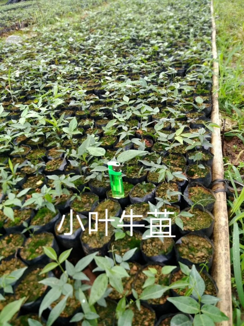 来电
