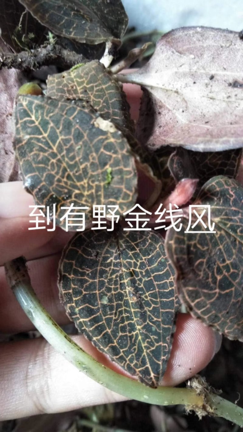 来电