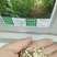 墨西哥玉米草种子亩产1到2万公斤四季可种