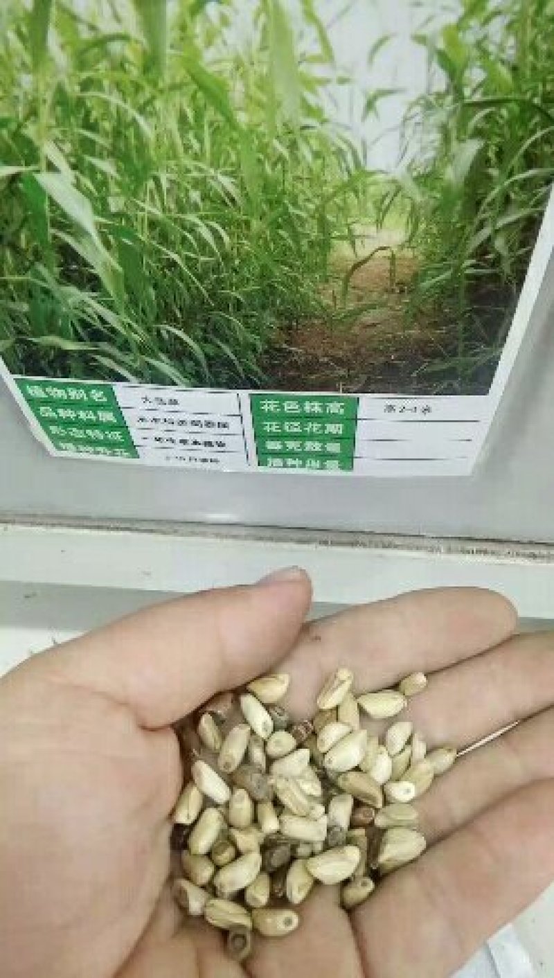 墨西哥玉米草种子亩产1到2万公斤四季可种