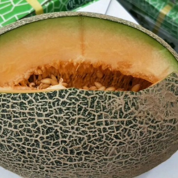 新疆哈密瓜