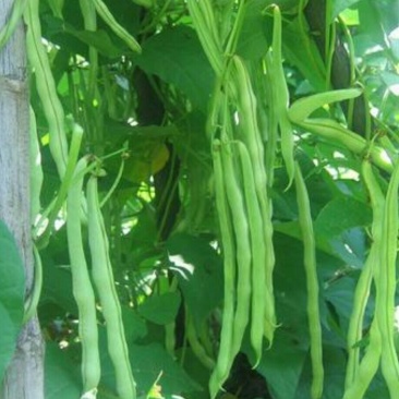 豆王