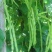 豆王