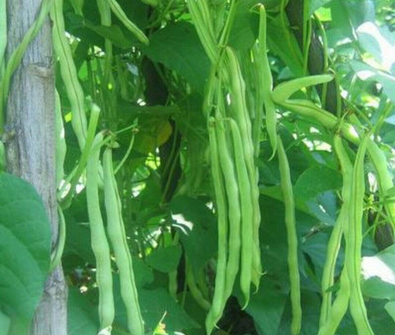 豆王