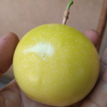 高品质钦蜜9号黄金百香果山区种植可视频看货