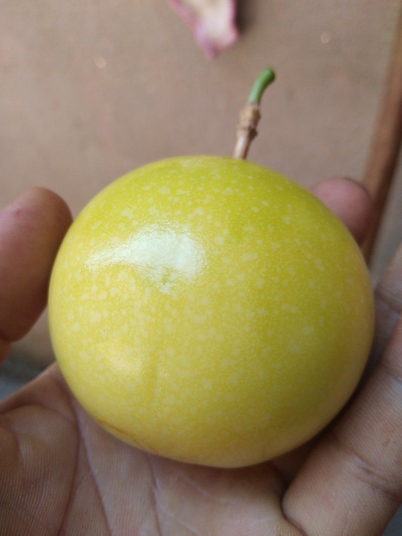 高品质钦蜜9号黄金百香果山区种植可视频看货