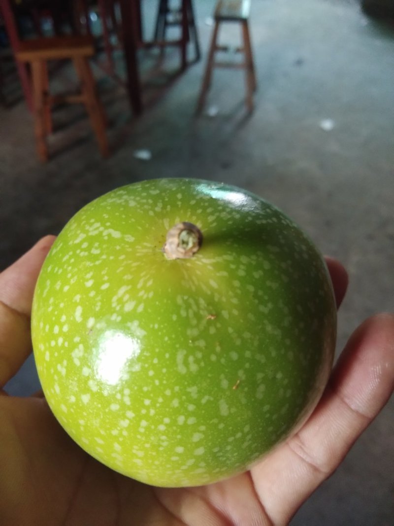 高品质钦蜜9号黄金百香果山区种植可视频看货