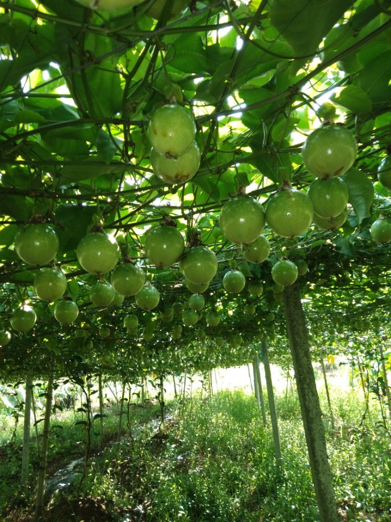 高品质钦蜜9号黄金百香果山区种植可视频看货