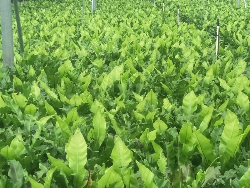 蕨菜