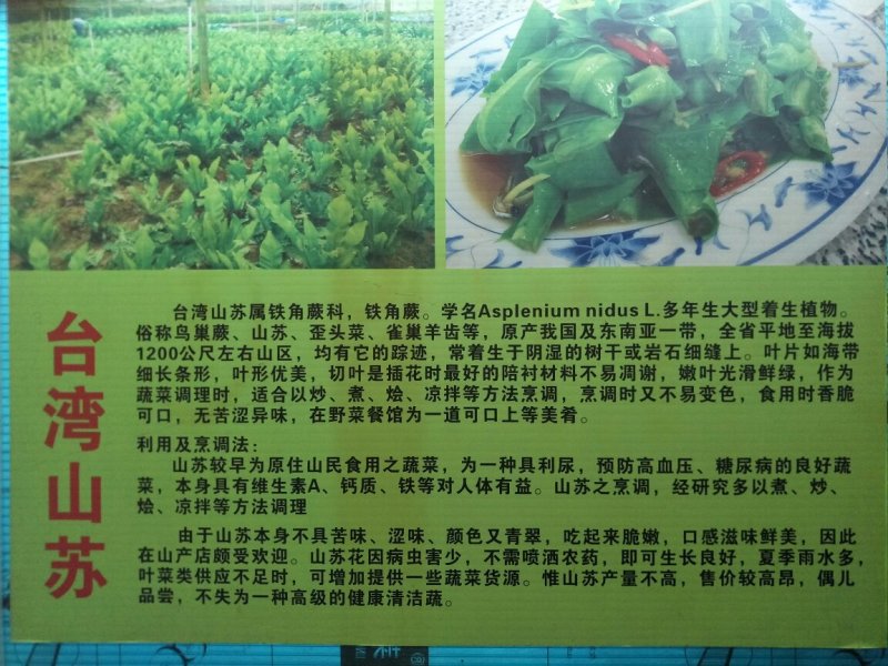 蕨菜