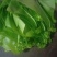 蕨菜