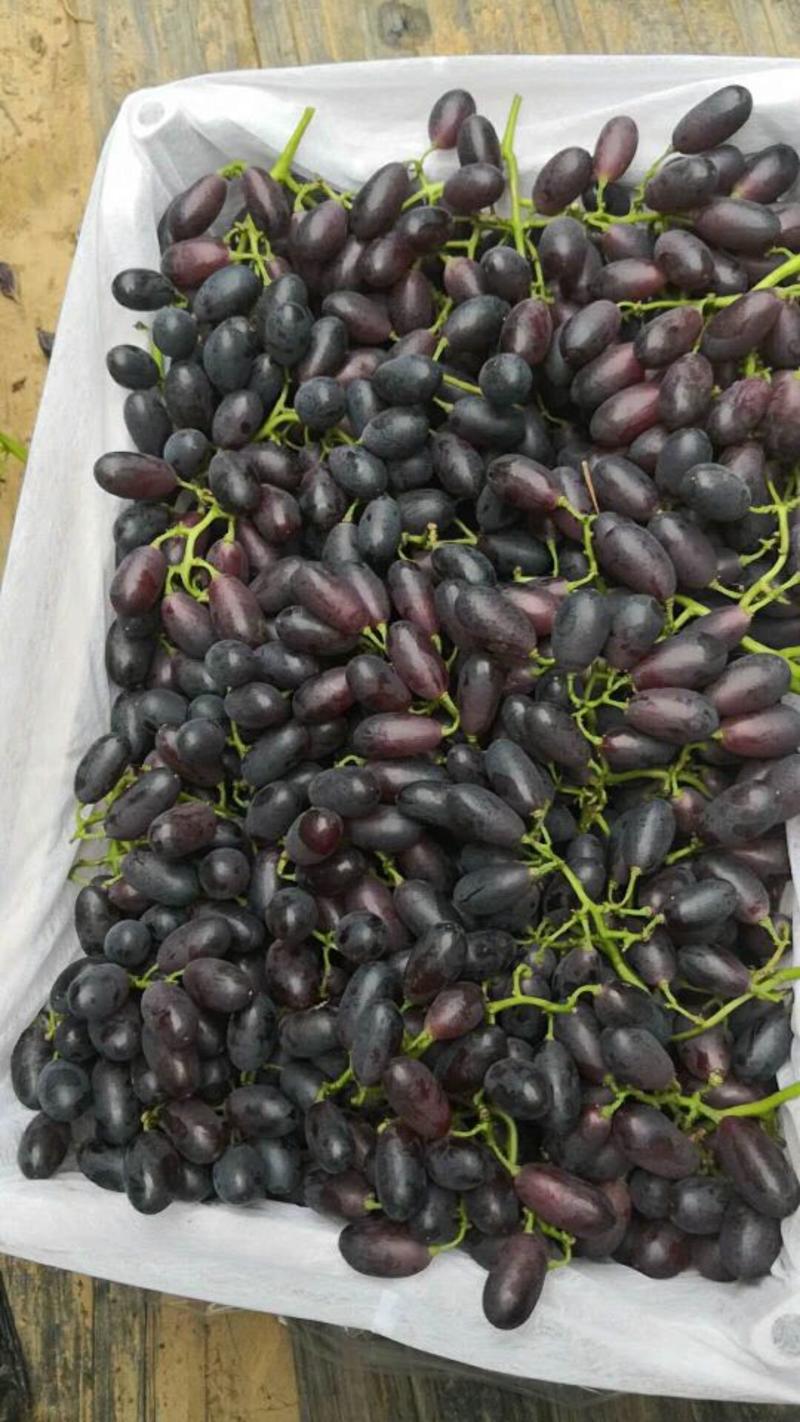 A一17。紫甜无核。精品葡萄。大量有货。我们这里是万亩葡