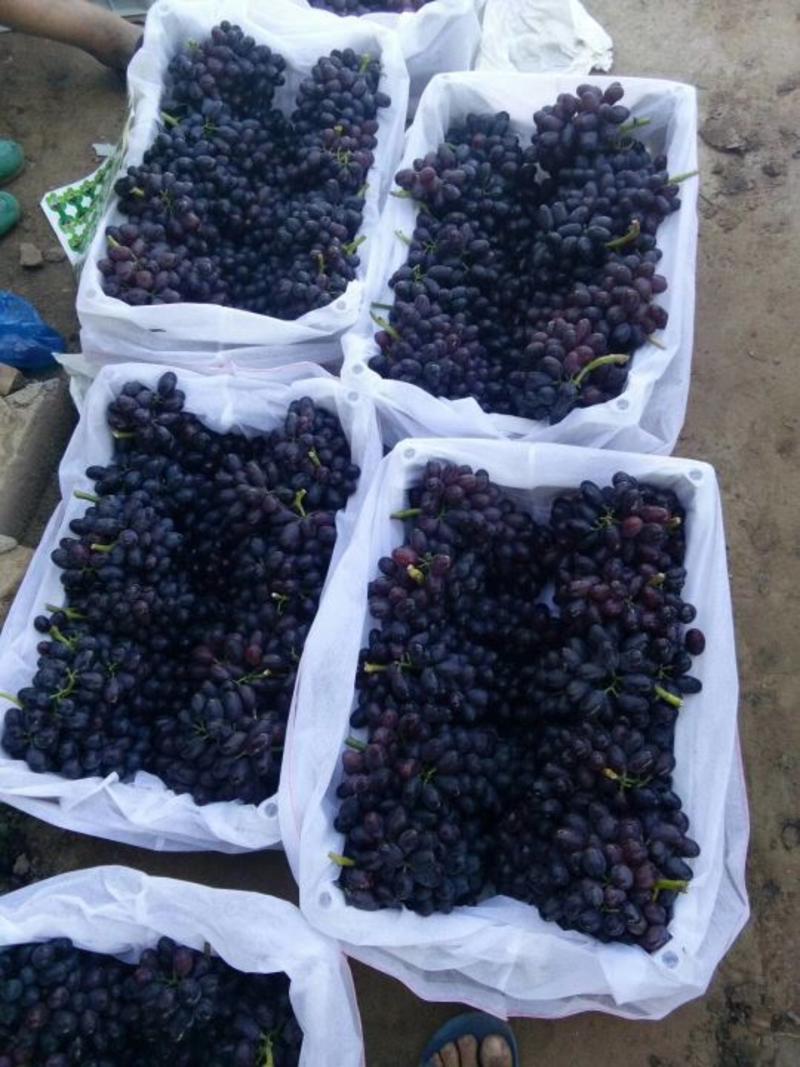 A一17。紫甜无核。精品葡萄。大量有货。我们这里是万亩葡