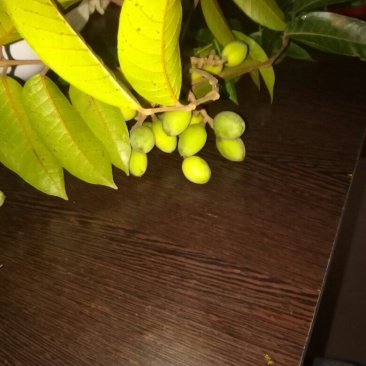 香橄榄