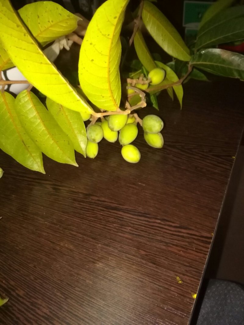 香橄榄