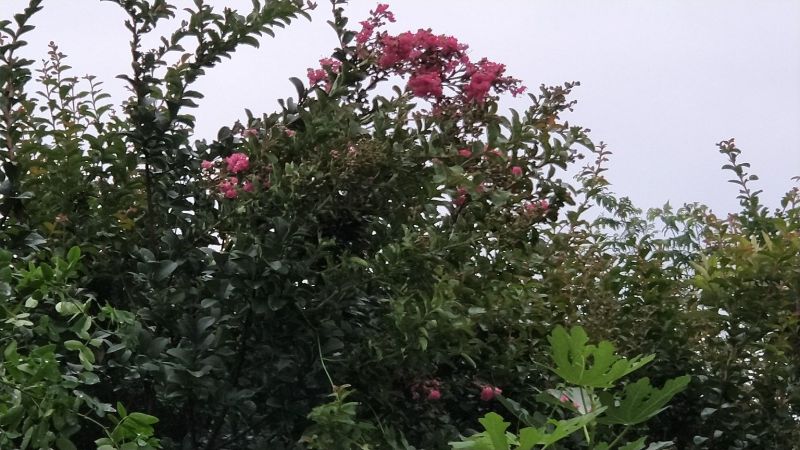 红花紫薇18~20cm2.5~3米1米以下