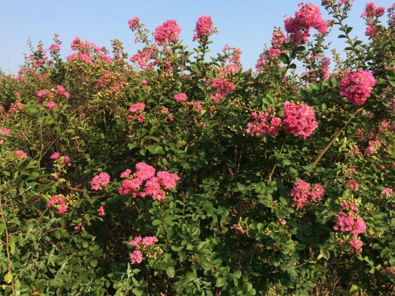 红花紫薇18~20cm2.5~3米1米以下
