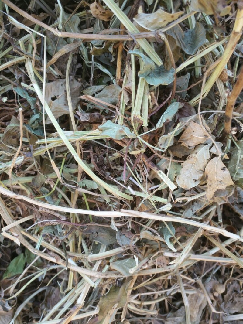 新货花生秧