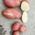 青薯9号土豆精品4两以上，旱地土豆，无烂，无虫。