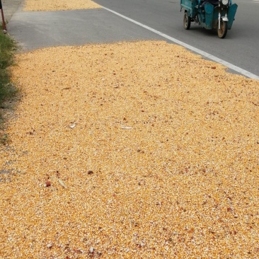 大量出售徐州邳州202年自然干春玉米粒
