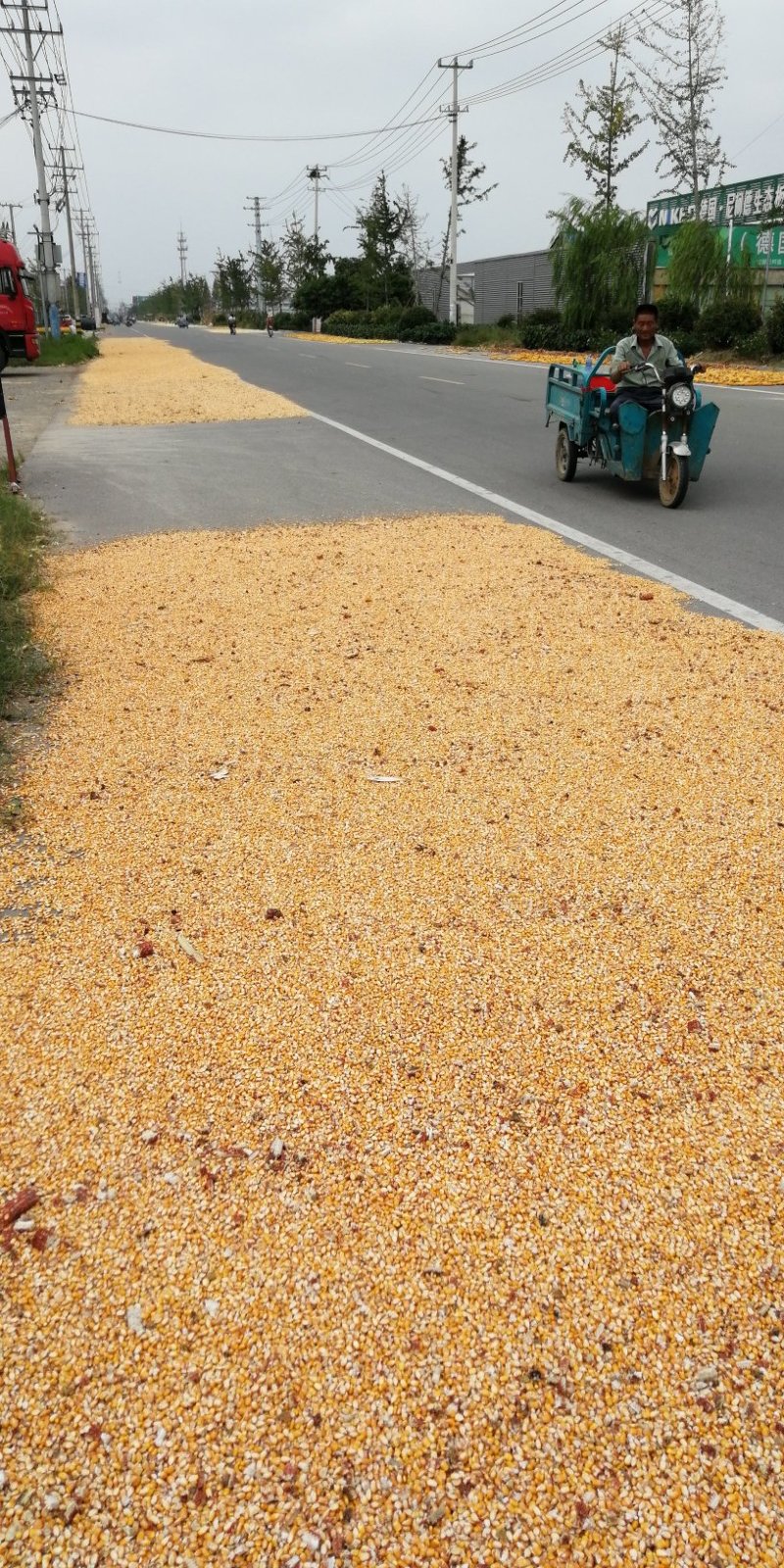 大量出售徐州邳州202年自然干春玉米粒