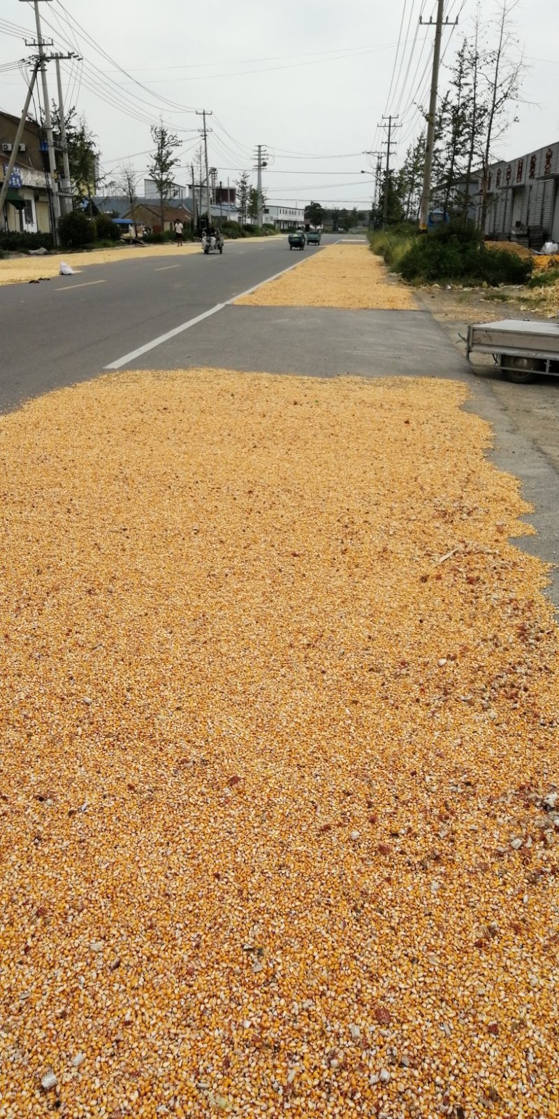大量出售徐州邳州202年自然干春玉米粒